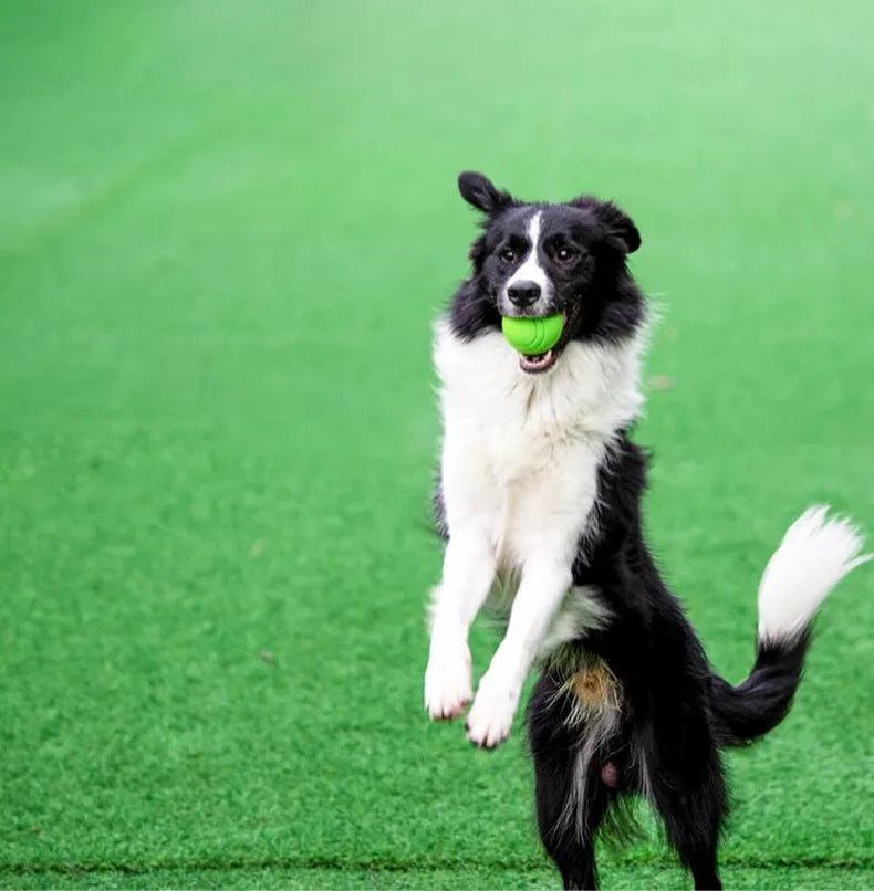 Balle en caoutchouc pour chien