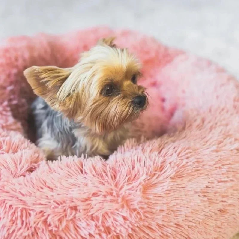 Coussin pour chien