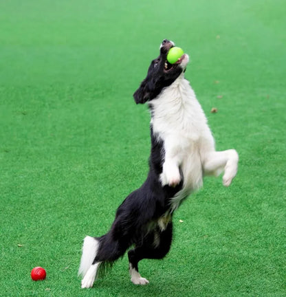 Balle en caoutchouc pour chien