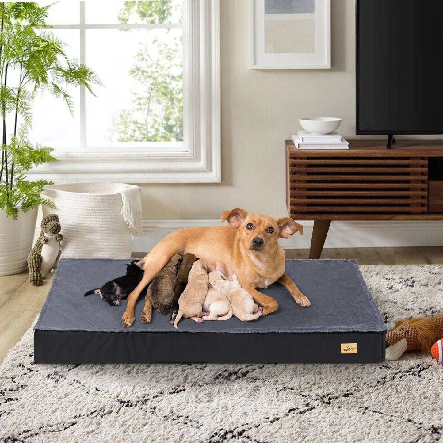 Matelas pour chien