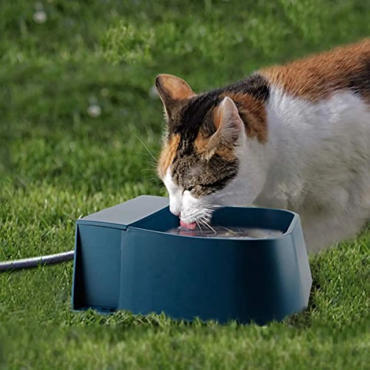 Distributeur à eau pour chien